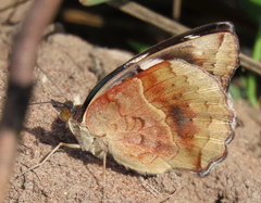 Junonia oenone oenone