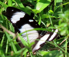 Hypolimnas anthedon wahlbergi