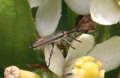 Clerinae