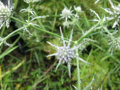 Eryngium aquaticum