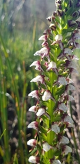 Disa obtusa hottentotica