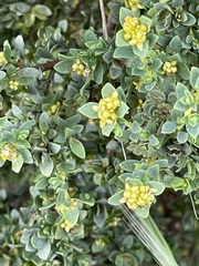 Pimelea serpyllifolia serpyllifolia