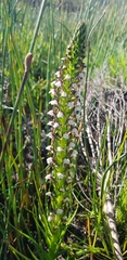 Disa obtusa hottentotica
