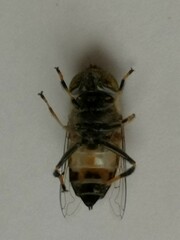 Eristalinus quinquestriatus