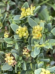 Pimelea serpyllifolia serpyllifolia