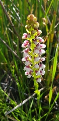 Disa obtusa hottentotica