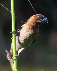 Amblyospiza albifrons