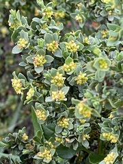 Pimelea serpyllifolia serpyllifolia