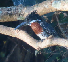 Megaceryle maxima maxima