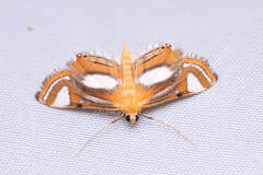 Agassiziella kwangtungiale