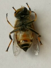 Eristalinus quinquestriatus