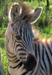 Equus quagga