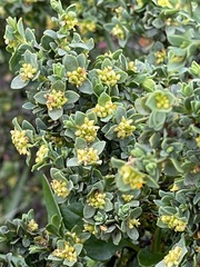 Pimelea serpyllifolia serpyllifolia