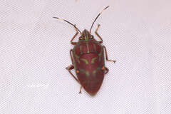 Tetrarthria variegata