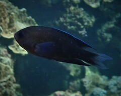 Chrysiptera notialis