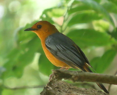 Cossypha natalensis natalensis