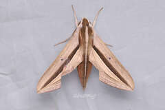 Theretra silhetensis