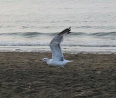 Larus