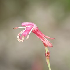 Oenothera podocarpa