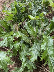 Lichtensteinia lacera