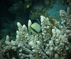 Dascyllus reticulatus