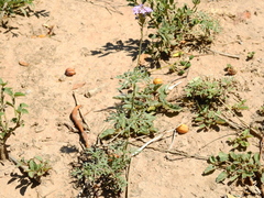 Glandularia tenera