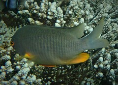 Plectroglyphidodon gascoynei