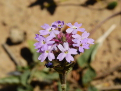 Glandularia tenera