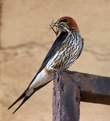 Cecropis abyssinica