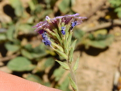 Glandularia tenera