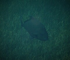 Caranx
