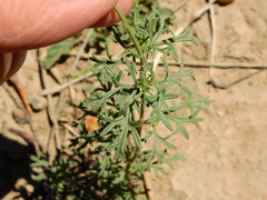 Glandularia tenera