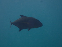 Caranx