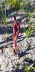 Disa ophrydea