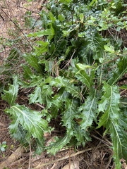 Lichtensteinia lacera