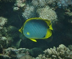 Chaetodon melannotus