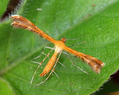 Pterophoridae