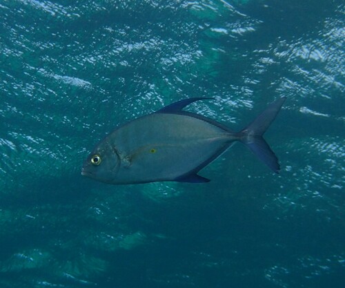 Island trevally (Carangoides orthogrammus) — Carangidae — 5