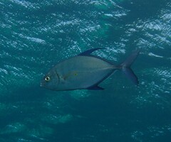 Ferdauia orthogrammus