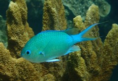 Chromis atripectoralis