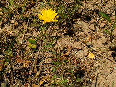 Grindelia pulchella