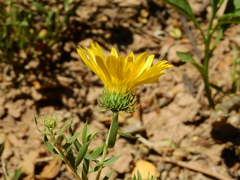 Grindelia pulchella