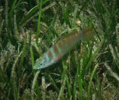 Pseudolabrus luculentus