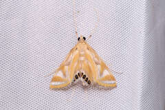 Eoophyla conjunctalis