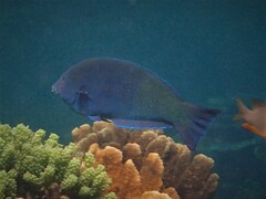 Anampses geographicus