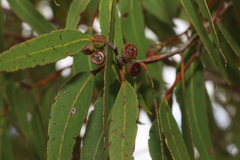 Eucalyptus latisinensis