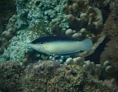 Anampses neoguinaicus