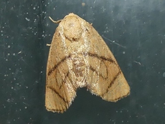 Apoda y-inversa