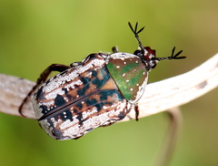 Elaphinis irrorata