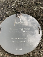 Araucaria rulei